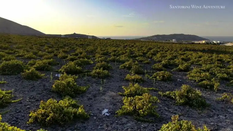 Santorini Private Wine Tour